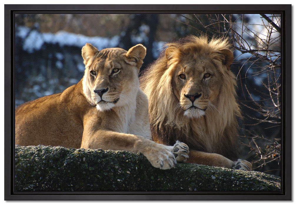 interessiertes Löwenpaar auf Leinwandbild gerahmt Größe 60x40
