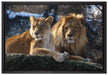 interessiertes Löwenpaar auf Leinwandbild gerahmt Größe 60x40
