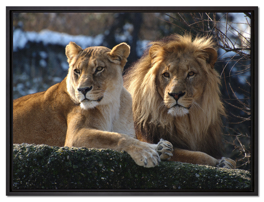 interessiertes Löwenpaar auf Leinwandbild gerahmt Größe 80x60