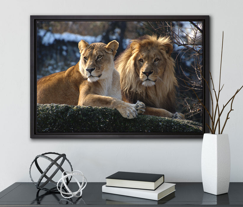 interessiertes Löwenpaar auf Leinwandbild gerahmt mit Kirschblüten
