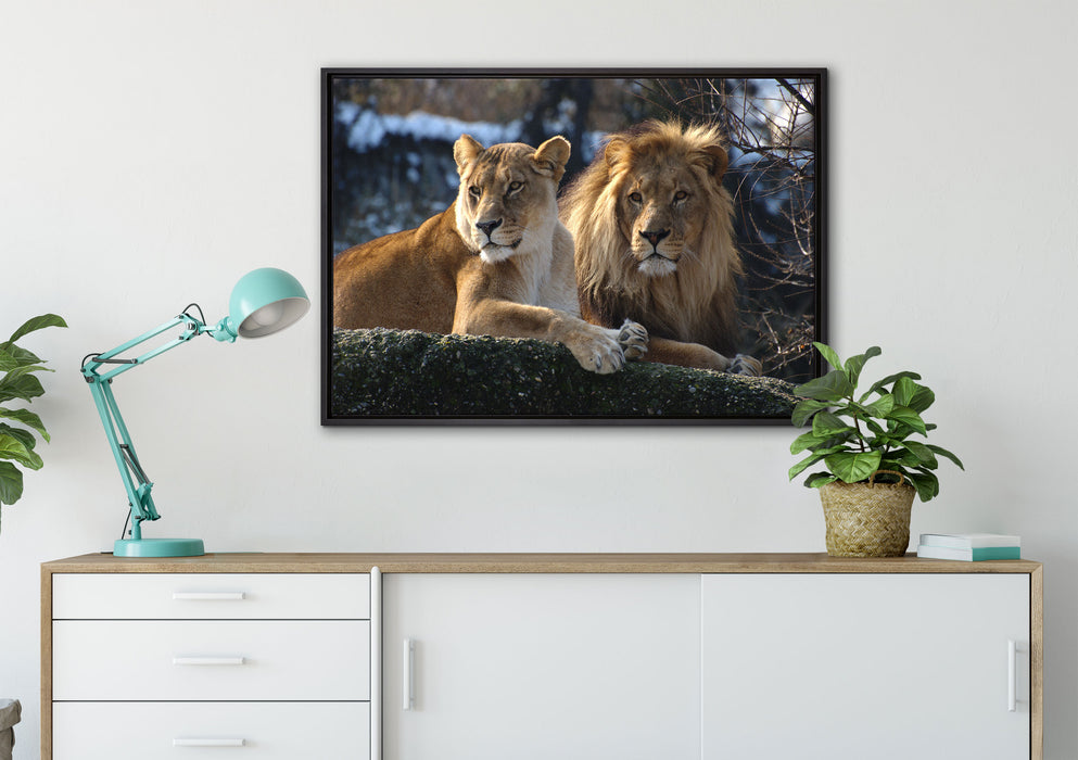 interessiertes Löwenpaar auf Leinwandbild gerahmt verschiedene Größen im Wohnzimmer