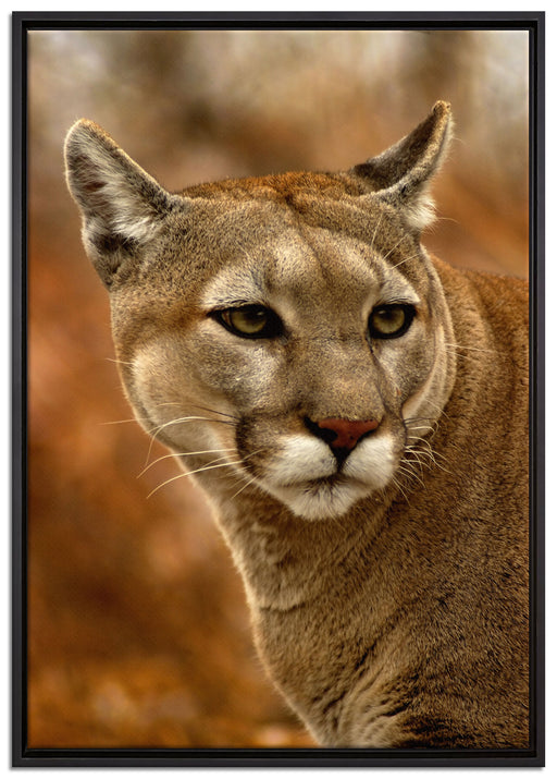 schöner Berglöwe auf Leinwandbild gerahmt Größe 100x70