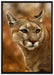 schöner Berglöwe auf Leinwandbild gerahmt Größe 100x70