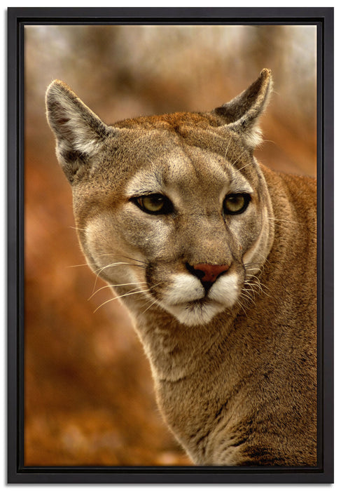 schöner Berglöwe auf Leinwandbild gerahmt Größe 60x40