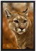 schöner Berglöwe auf Leinwandbild gerahmt Größe 60x40