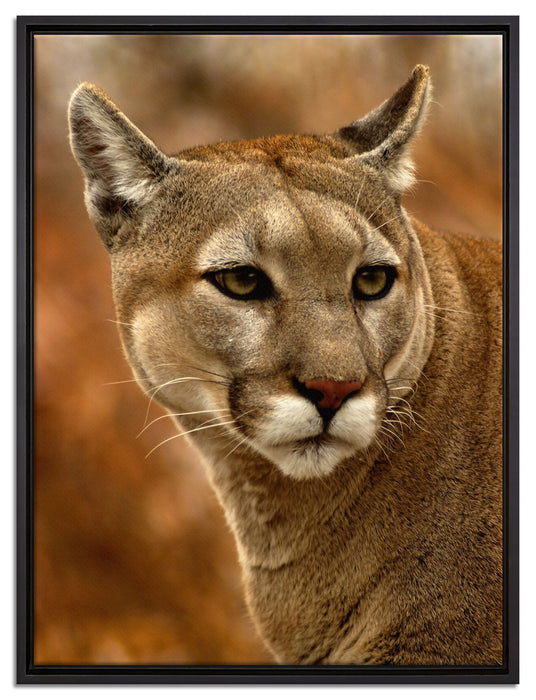 schöner Berglöwe auf Leinwandbild gerahmt Größe 80x60