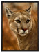 schöner Berglöwe auf Leinwandbild gerahmt Größe 80x60