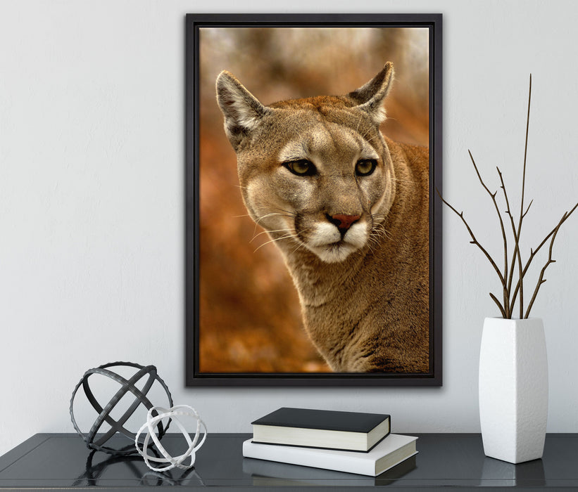 schöner Berglöwe auf Leinwandbild gerahmt mit Kirschblüten