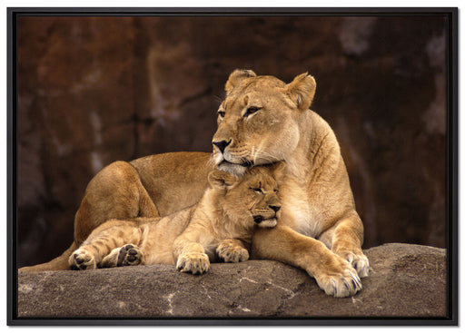 Löwe mit Löwenjungen auf Leinwandbild gerahmt Größe 100x70