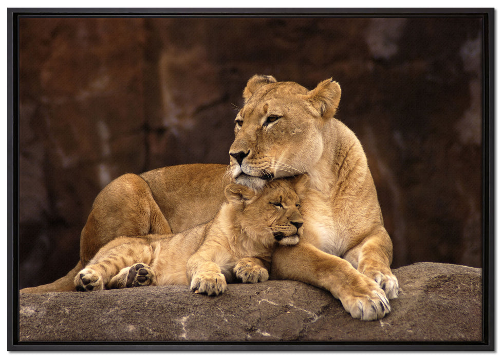 Löwe mit Löwenjungen auf Leinwandbild gerahmt Größe 100x70
