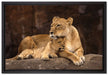 Löwe mit Löwenjungen auf Leinwandbild gerahmt Größe 60x40