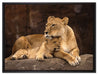 Löwe mit Löwenjungen auf Leinwandbild gerahmt Größe 80x60