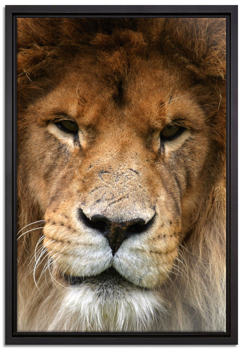 Kampfvernarbten auf Leinwandbild gerahmt Größe 60x40