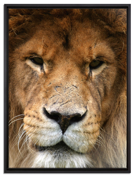 Kampfvernarbten auf Leinwandbild gerahmt Größe 80x60