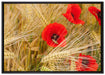 Mohnblumen auf dem Mais-Feld auf Leinwandbild gerahmt Größe 100x70
