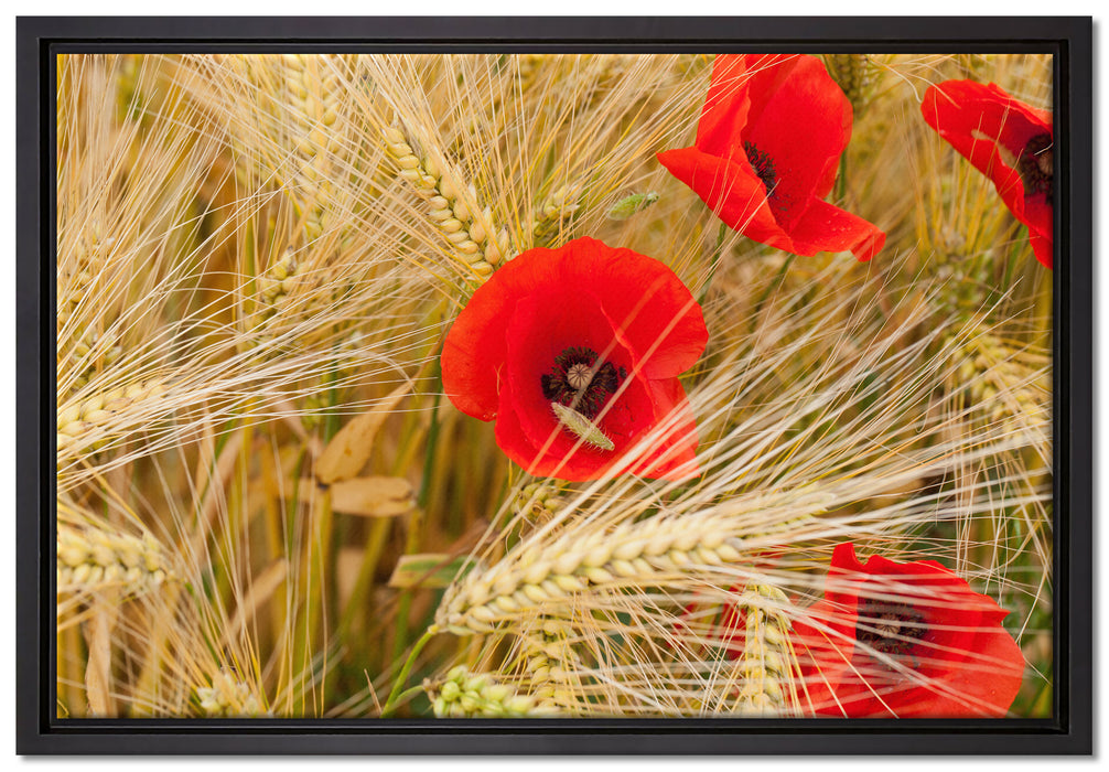 Mohnblumen auf dem Mais-Feld auf Leinwandbild gerahmt Größe 60x40