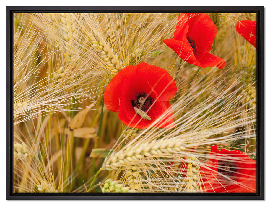 Mohnblumen auf dem Mais-Feld auf Leinwandbild gerahmt Größe 80x60