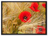 Mohnblumen auf dem Mais-Feld auf Leinwandbild gerahmt Größe 80x60