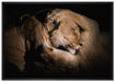 Männer & Frauen Löwe kuscheln auf Leinwandbild gerahmt Größe 100x70