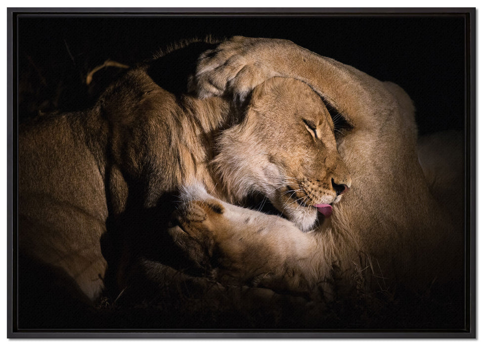 Männer & Frauen Löwe kuscheln auf Leinwandbild gerahmt Größe 100x70