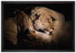 Männer & Frauen Löwe kuscheln auf Leinwandbild gerahmt Größe 60x40