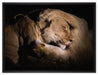 Männer & Frauen Löwe kuscheln auf Leinwandbild gerahmt Größe 80x60
