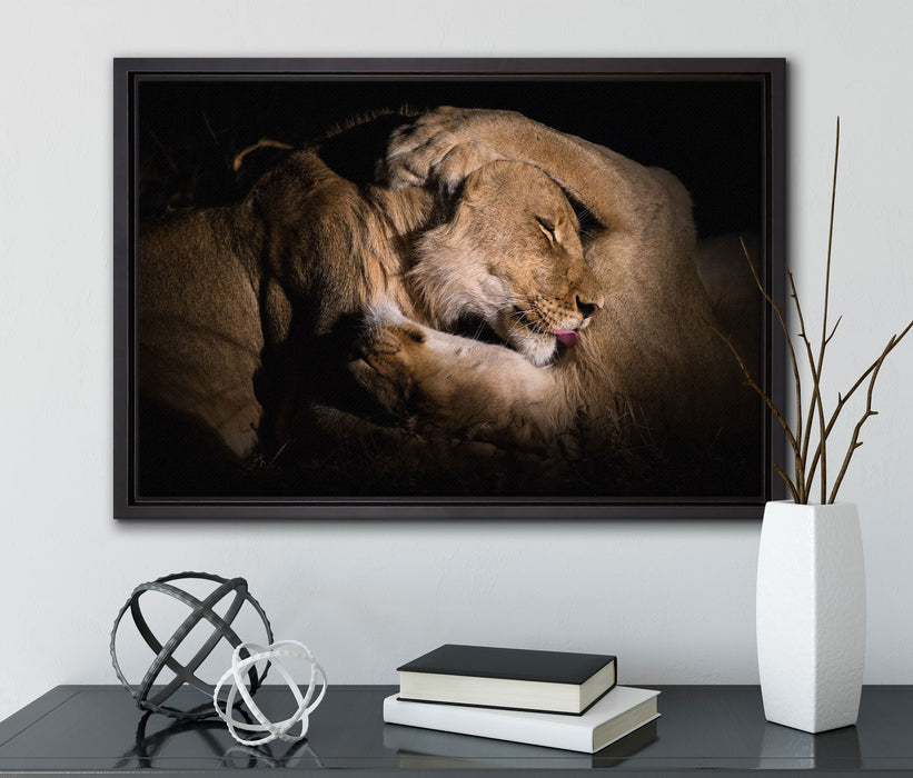 Männer & Frauen Löwe kuscheln auf Leinwandbild gerahmt mit Kirschblüten