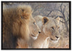stolzes Löwenpaar auf Leinwandbild gerahmt Größe 100x70