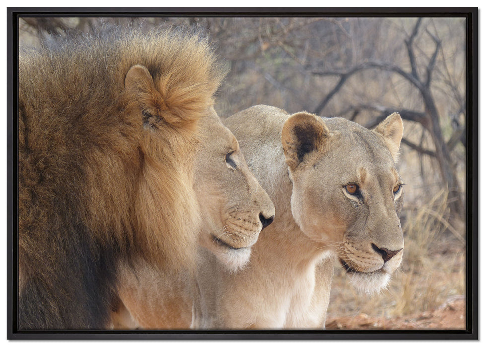 stolzes Löwenpaar auf Leinwandbild gerahmt Größe 100x70