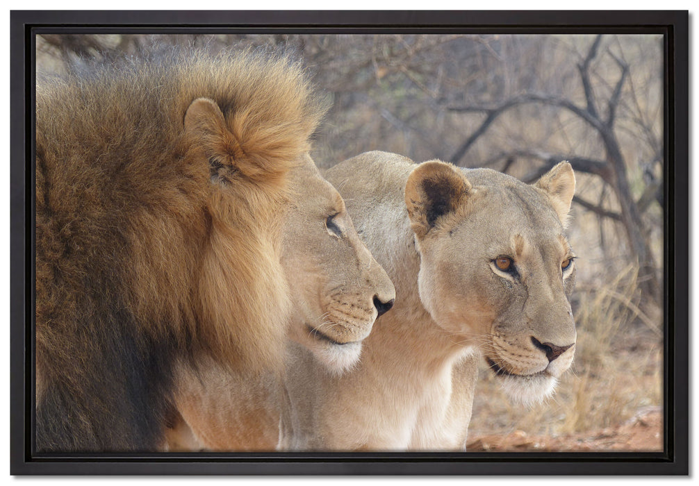 stolzes Löwenpaar auf Leinwandbild gerahmt Größe 60x40