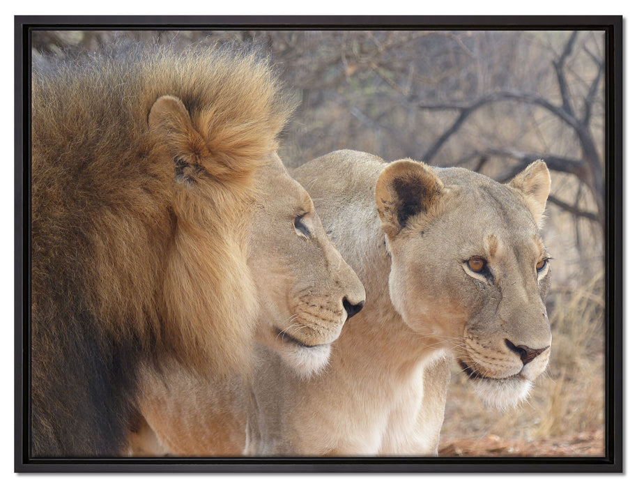 stolzes Löwenpaar auf Leinwandbild gerahmt Größe 80x60
