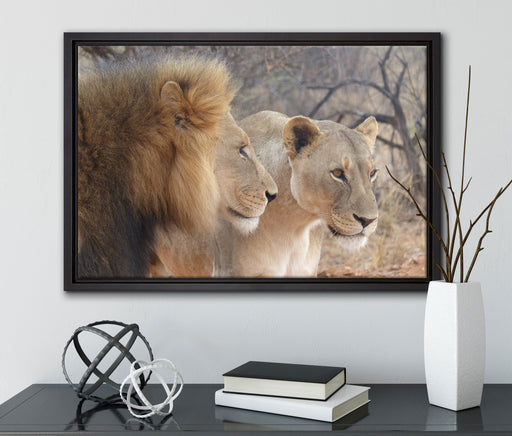 stolzes Löwenpaar auf Leinwandbild gerahmt mit Kirschblüten