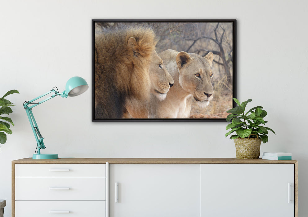stolzes Löwenpaar auf Leinwandbild gerahmt verschiedene Größen im Wohnzimmer