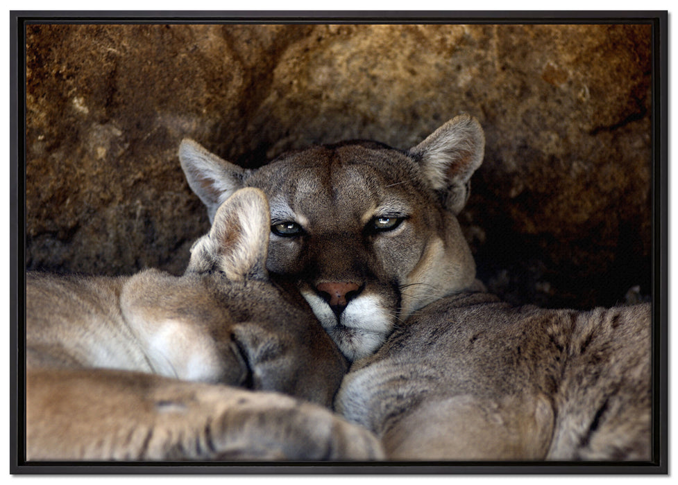 verschlafenes Puma Paar auf Leinwandbild gerahmt Größe 100x70