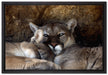 verschlafenes Puma Paar auf Leinwandbild gerahmt Größe 60x40