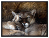 verschlafenes Puma Paar auf Leinwandbild gerahmt Größe 80x60