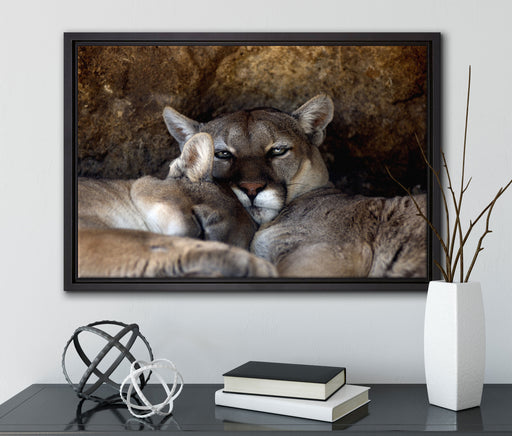 verschlafenes Puma Paar auf Leinwandbild gerahmt mit Kirschblüten