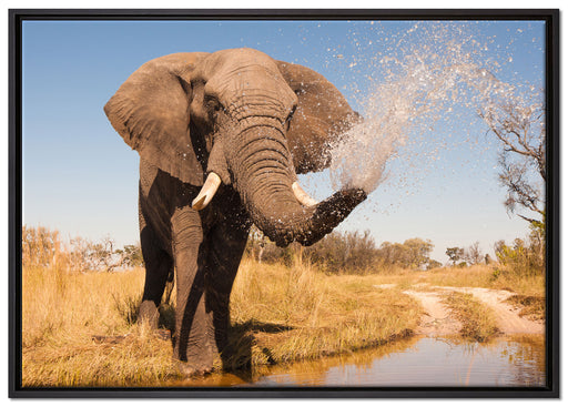 schöner Elefant spritzt mit Wasser auf Leinwandbild gerahmt Größe 100x70