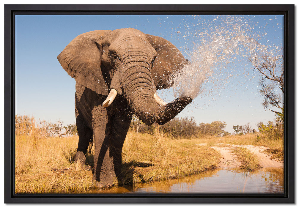 schöner Elefant spritzt mit Wasser auf Leinwandbild gerahmt Größe 60x40