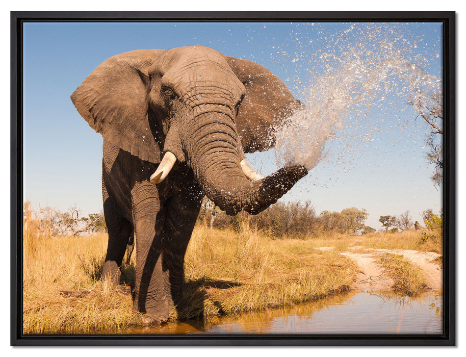 schöner Elefant spritzt mit Wasser auf Leinwandbild gerahmt Größe 80x60