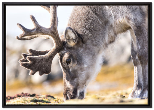 süßes Rentier beim Essen auf Leinwandbild gerahmt Größe 100x70