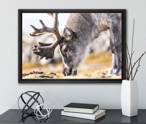 süßes Rentier beim Essen auf Leinwandbild gerahmt mit Kirschblüten