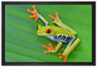 kleiner grüner Frosch auf Blatt auf Leinwandbild gerahmt Größe 60x40