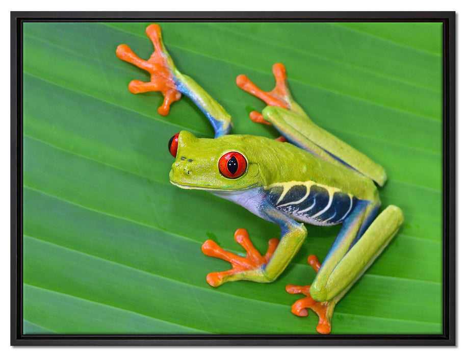 kleiner grüner Frosch auf Blatt auf Leinwandbild gerahmt Größe 80x60