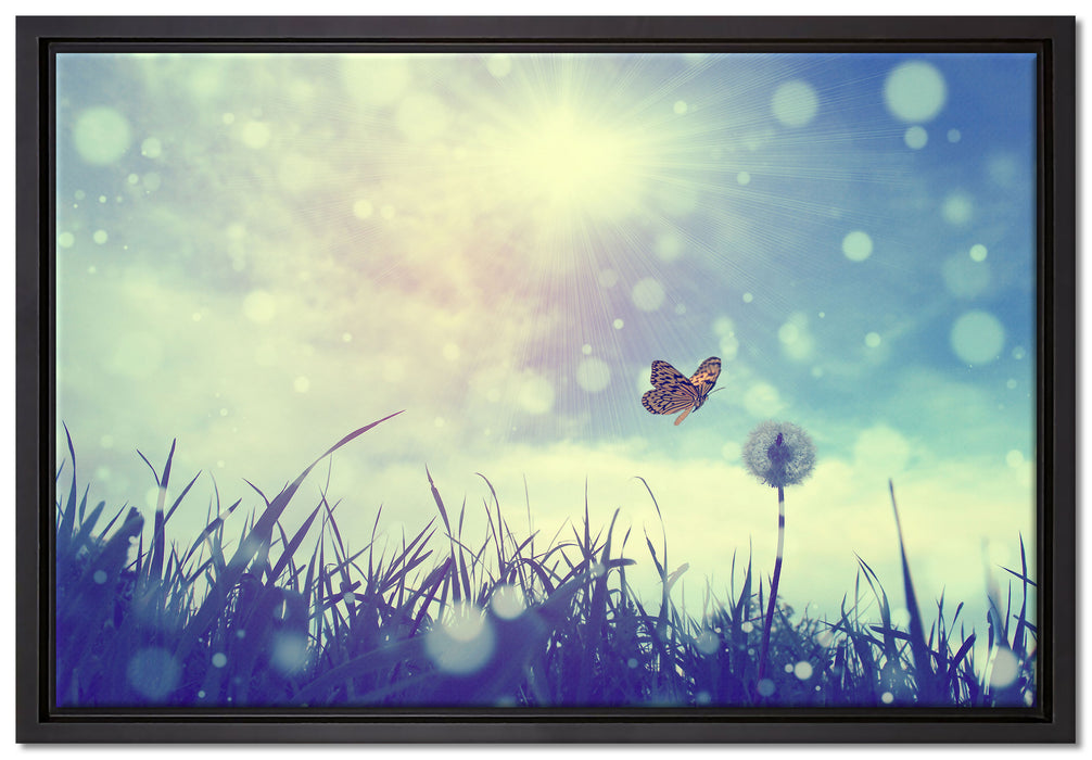Schmetterling fliegt zu Pusteblume auf Leinwandbild gerahmt Größe 60x40