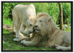verliebtes Löwenpaar auf Leinwandbild gerahmt Größe 100x70