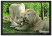 verliebtes Löwenpaar auf Leinwandbild gerahmt Größe 60x40