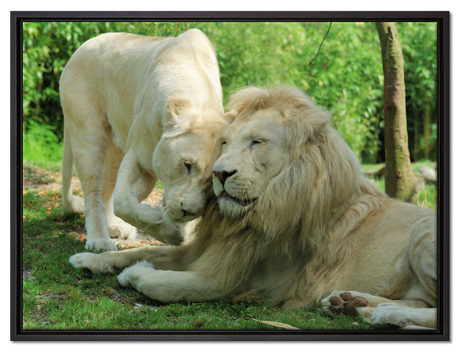 verliebtes Löwenpaar auf Leinwandbild gerahmt Größe 80x60
