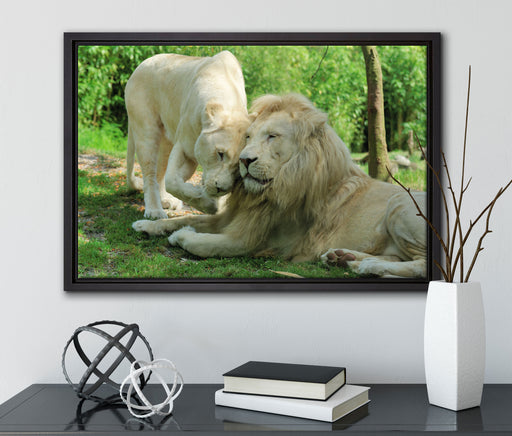 verliebtes Löwenpaar auf Leinwandbild gerahmt mit Kirschblüten
