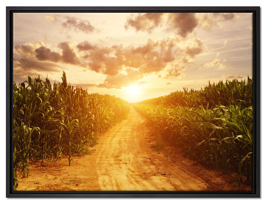 Pfad durch Feld auf Leinwandbild gerahmt Größe 80x60